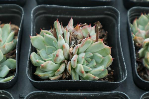 多肉植物种植