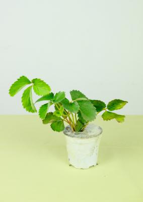 草莓种植过程
