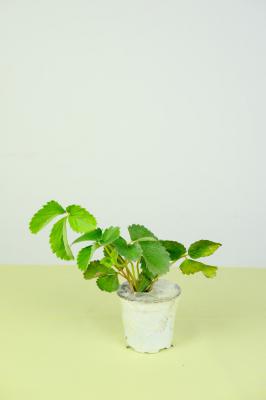 草莓种子的种植方法，几月份播种（取种和催芽）