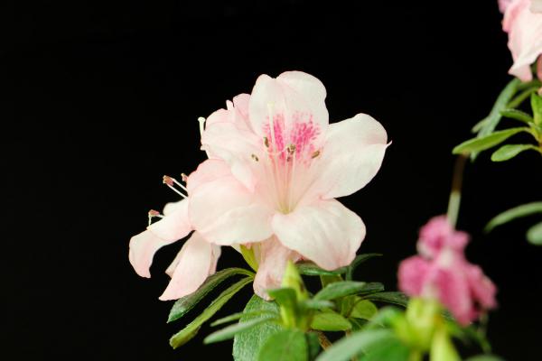 “杜鹃花”不好养，稍不注意这“4点”，花朵凋谢还落叶