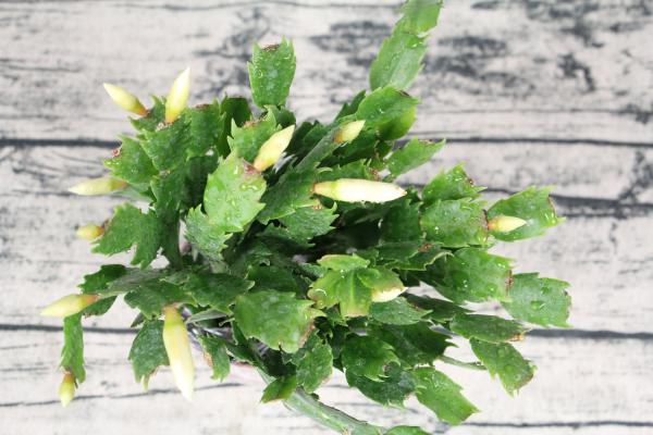 “蟹爪兰”最喜欢这“4种”肥，叶子再冒好几节，花苞蹿...