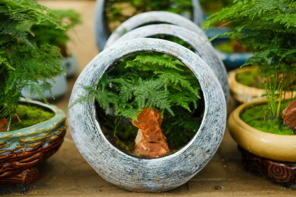 给文竹喂片“药”，新芽蹭蹭长，60天毛茸茸叶片长满盆...