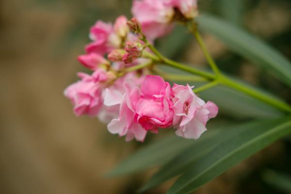夹竹桃春天怎么养