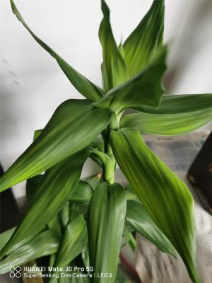 这4种“好物”来养花，兑点水浇盆里，富贵竹、文竹不黄...
