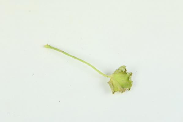 天竺葵什么时候剪枝 冬天可以剪枝吗