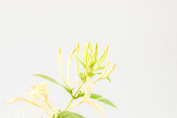 金银花秋天怎么养