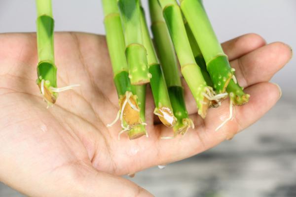 李大哥养富贵竹从来不买营养液，就用这2种水，枝条窜的...