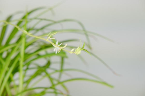 吊兰叶子全砍光，一夜冒出15个芽，1个月就爆盆！