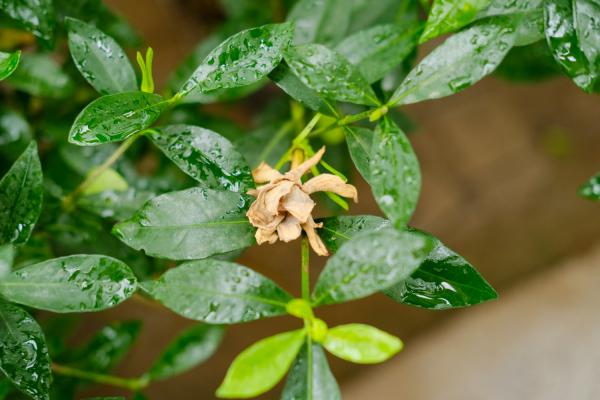 栀子花怎么浇水
