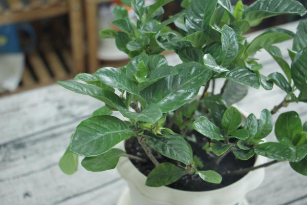 怎样养好栀子花
