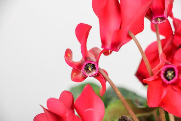 仙客来开花后怎么处理