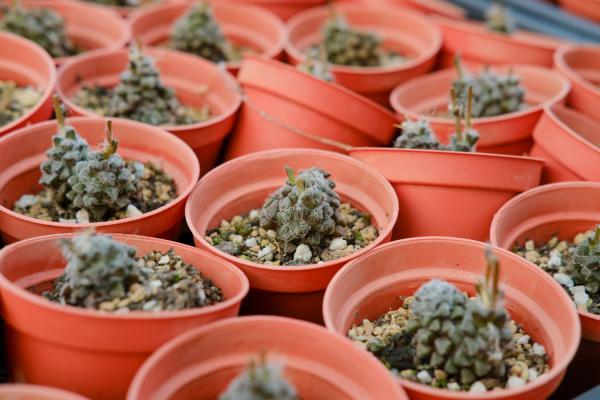 这种多肉一度夏就死？未必！4个技巧就搞定！
