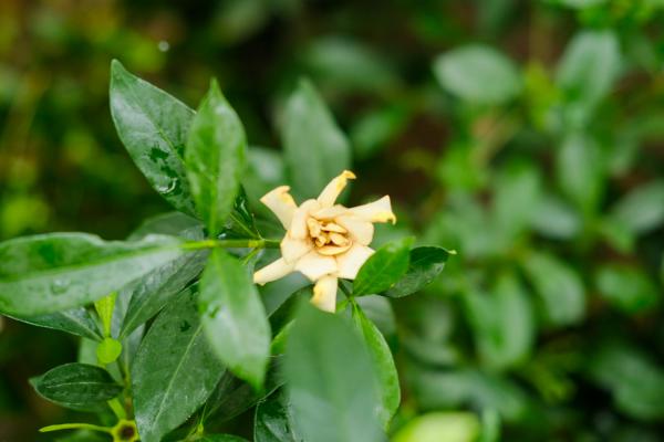 怎样让栀子花快开花
