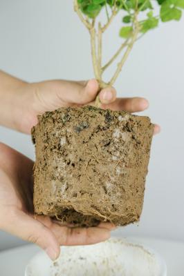 茉莉怎么养才长得好