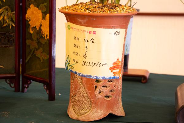 兰花3年不开花？养兰大神教你这1招，1个月养出极品天...