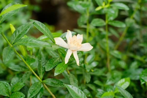 栀子花如何修剪
