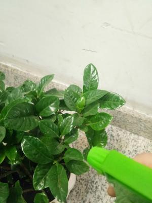 栀子花换盆后如何管理
