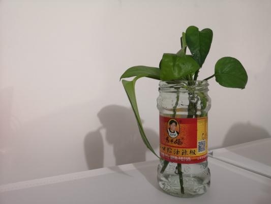 绿萝像刷了绿油漆，人见人夸，秘密竟是...一学就会！