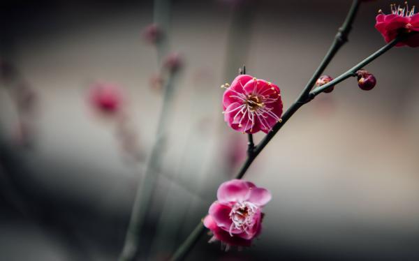 梅花的冬天养殖禁忌