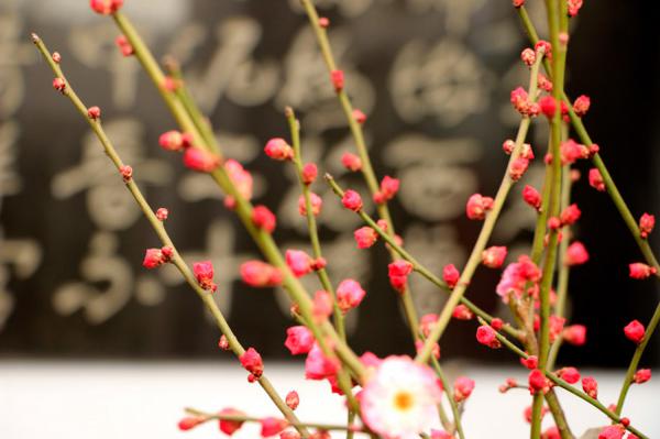 梅花入冬前该如何养护