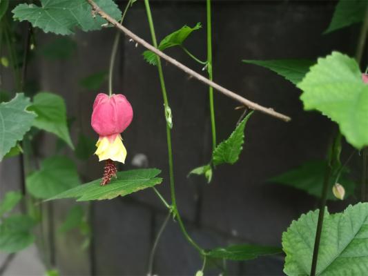蔓性风铃花怎么施肥