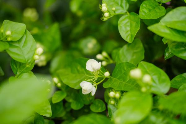 茉莉花开了一茬又一茬根本停不下来，香味邻居家都闻得见...