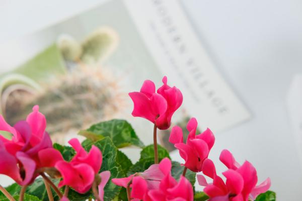 仙客来的开花养殖要点