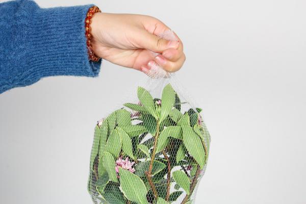瑞香可以水插养殖吗