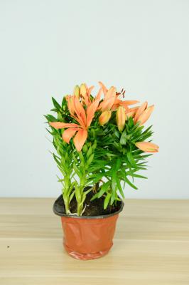 百合种球种植视频：在家怎么种百合
