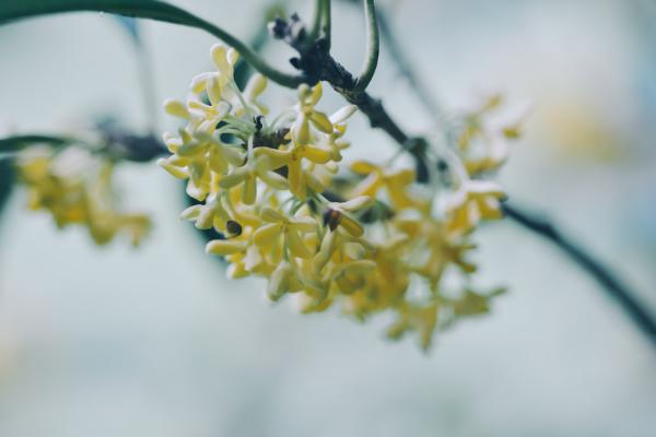 盆栽桂花冬天怎么养