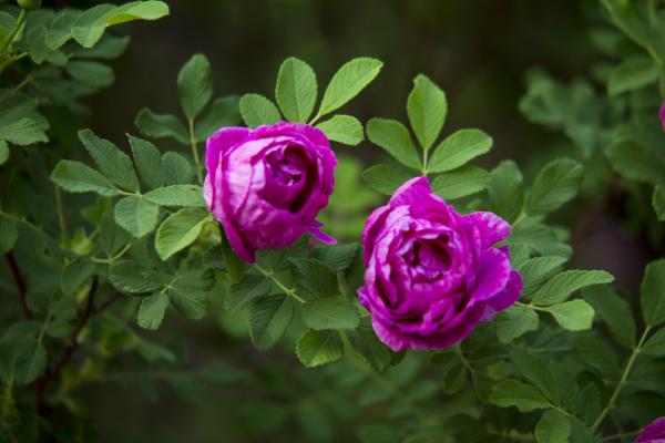 玫瑰花怎么养可以花繁叶茂