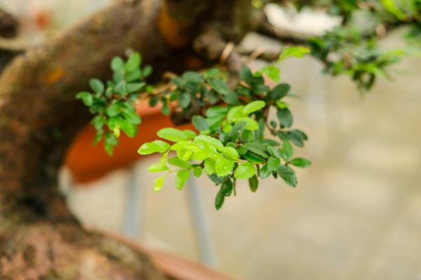榆树怎么度夏