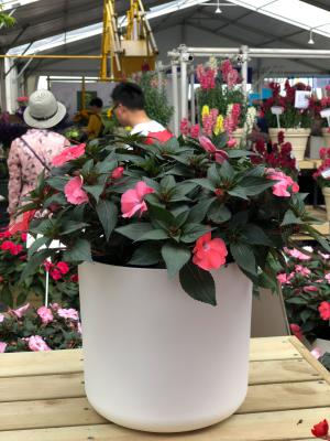 凤仙花需要每天浇水吗