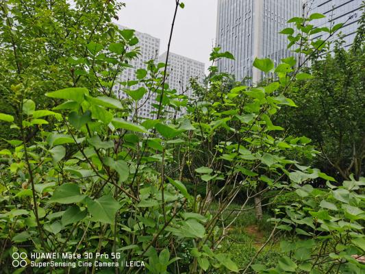 丁香繁殖方法大全