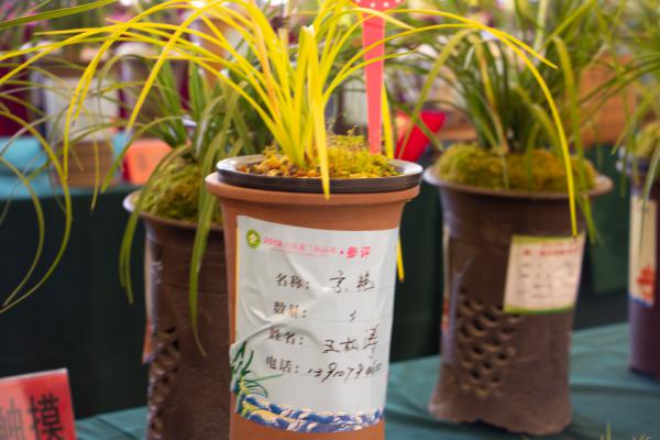 兰花怎么修剪