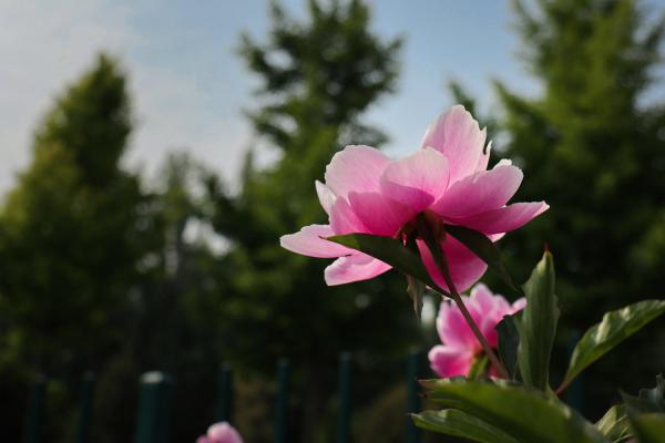 芍药怎么种