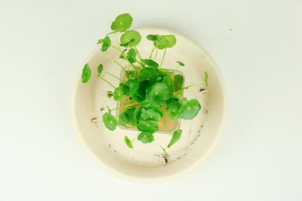 铜钱草是金钱草吗，铜钱草与金钱草的区别