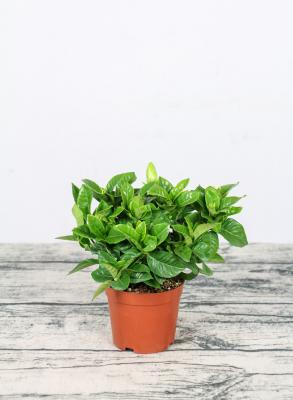 栀子花花语和寓意