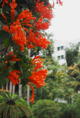 炮仗花有毒吗