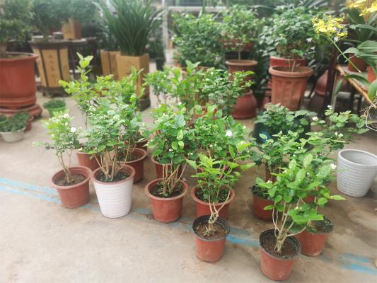 茉莉可以水培生根吗