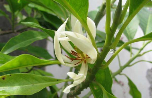 白兰花什么时候开花？