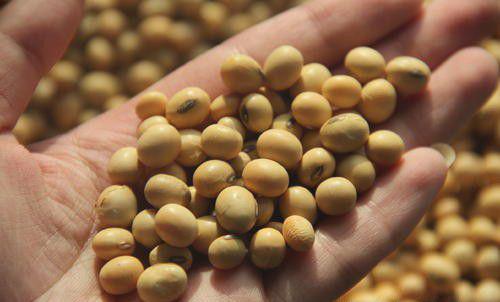 大豆种子处理技术
