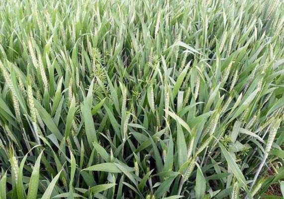 种植小麦如何施用磷酸二氢钾？