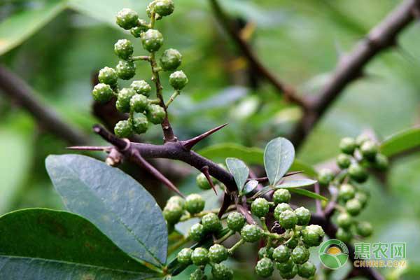 青花椒如何施肥？青花椒水肥管理技巧