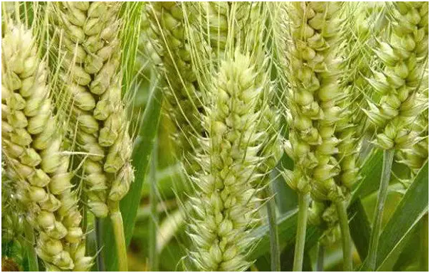 小麦抽穗期如何进行田间管理 管理技术