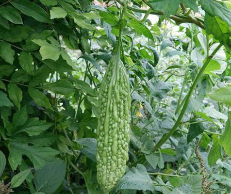 苦瓜素的功效与作用