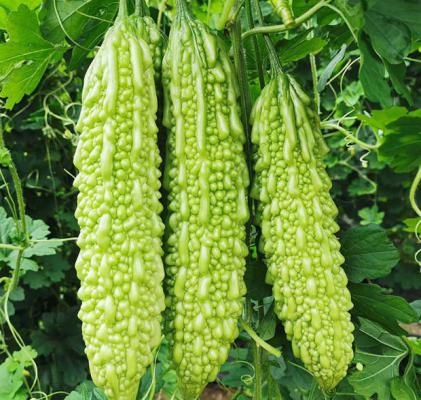 生吃苦瓜的功效与作用