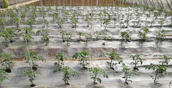 大棚番茄弱光症如何防治？