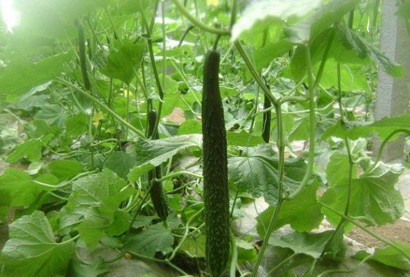 新乔601黄瓜品种好不好?