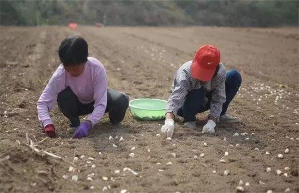 秋播大蒜栽培